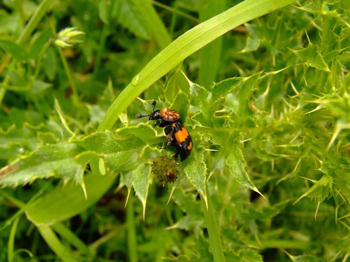 Investigator Beetle